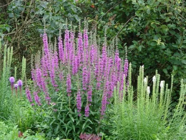 Salvia perennial: description, photo of flowers, sowing, care