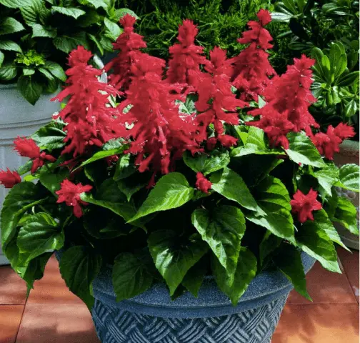 Salvia perennial: description, photo of flowers, sowing, care