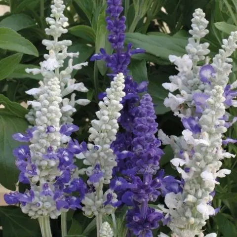 Salvia perennial: description, photo of flowers, sowing, care