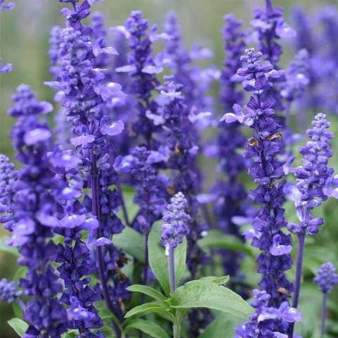 Salvia perennial: description, photo of flowers, sowing, care