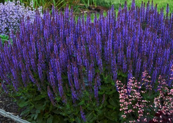 Salvia perennial: description, photo of flowers, sowing, care