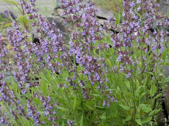 Salvia perennial: description, photo of flowers, sowing, care