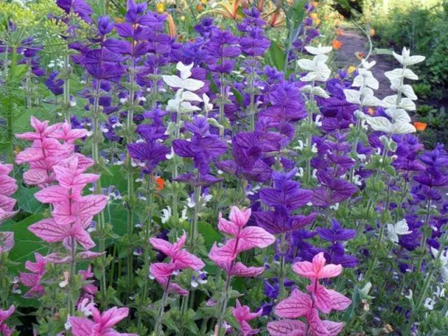 Salvia perennial: description, photo of flowers, sowing, care