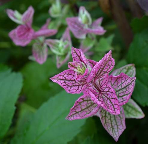 Salvia perennial: description, photo of flowers, sowing, care