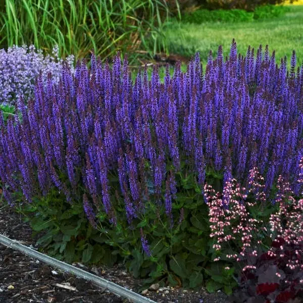 Salvia perennial: description, photo of flowers, sowing, care