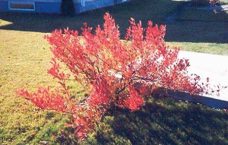 Sand cherry Besseya