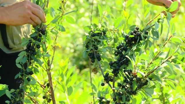 Sand cherry Besseya