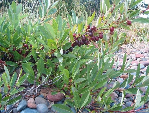 Sand cherry Besseya