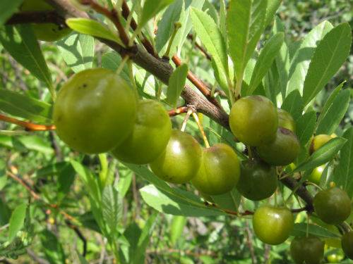 Sand cherry Besseya