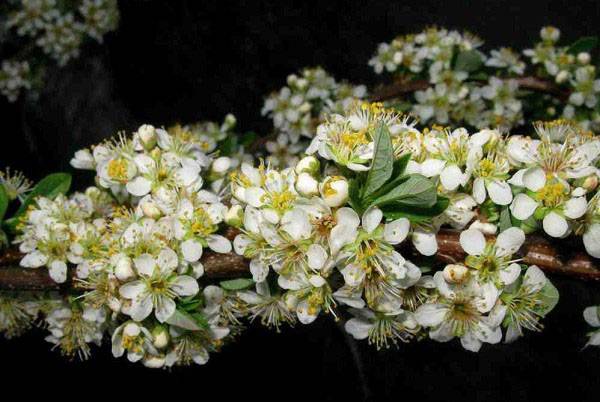 Sand cherry Besseya