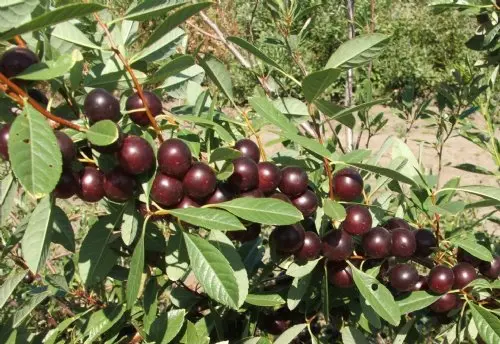 Sand cherry Besseya