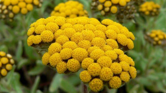 Sandy immortelle: photo and description of flowers, recipes, application, reviews