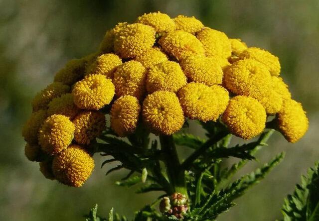 Sandy immortelle: photo and description of flowers, recipes, application, reviews