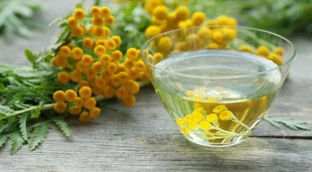 Sandy immortelle: photo and description of flowers, recipes, application, reviews