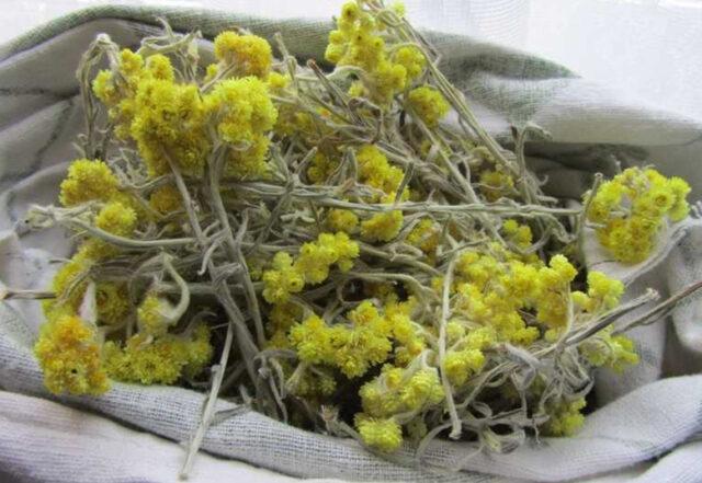 Sandy immortelle: photo and description of flowers, recipes, application, reviews