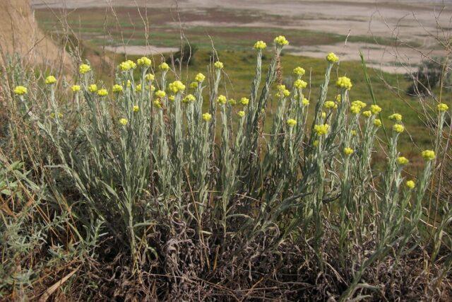 Sandy immortelle: photo and description of flowers, recipes, application, reviews