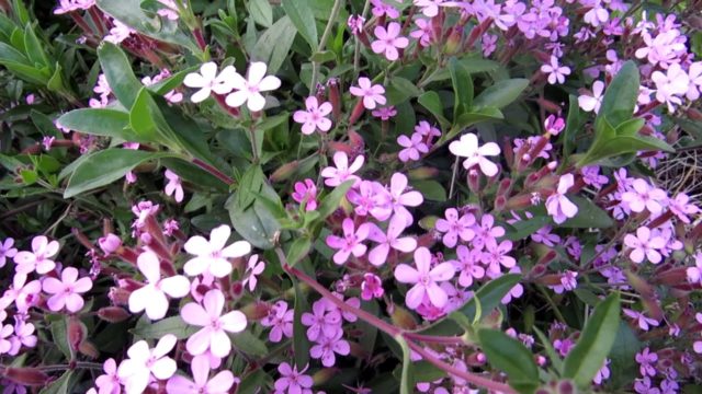 Saponaria (saponaria) basilic-leaved moon dust: planting and care, photo