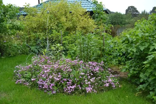 Saponaria (saponaria) basilic-leaved moon dust: planting and care, photo