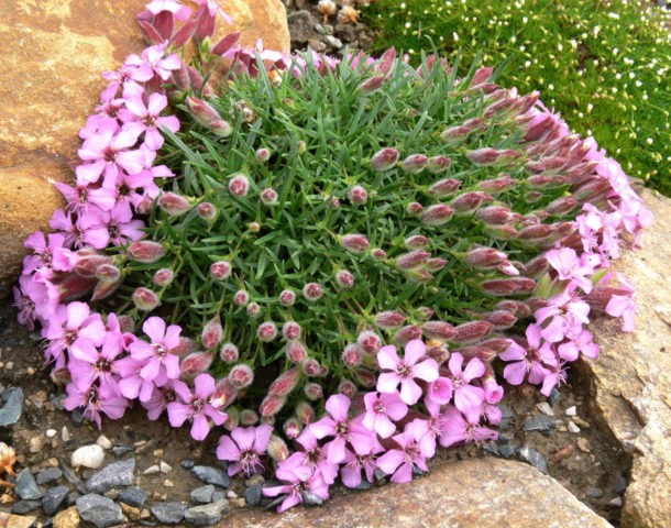 Saponaria (saponaria) basilic-leaved: planting and care in the open field