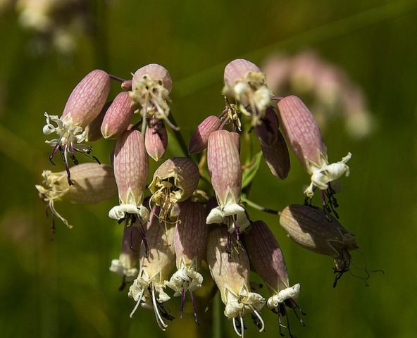 Saponaria (saponaria) basilic-leaved: planting and care in the open field