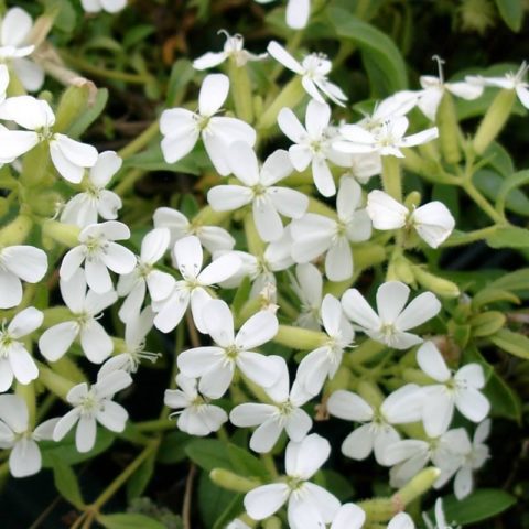 Saponaria (saponaria) basilic-leaved: planting and care in the open field