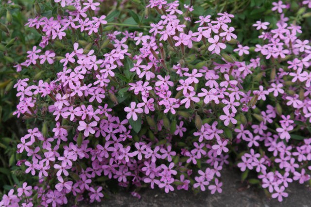 Saponaria (saponaria) basilic-leaved: planting and care in the open field