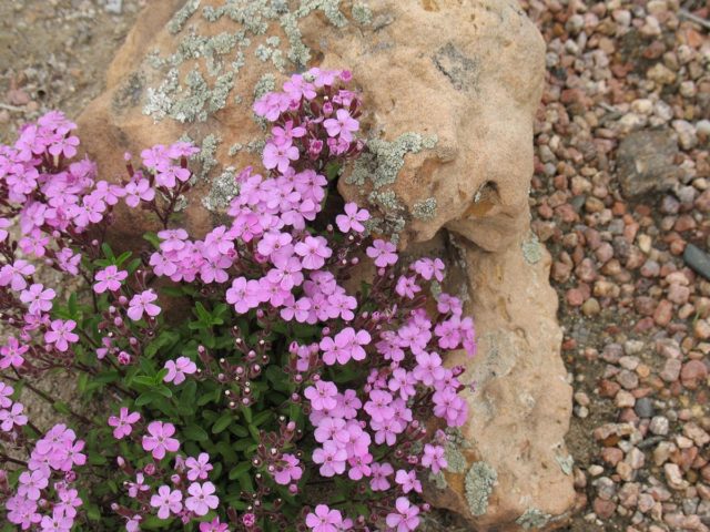 Saponaria (saponaria) basilic-leaved: planting and care in the open field