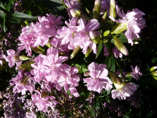 Saponaria (saponaria) basilic-leaved: planting and care in the open field