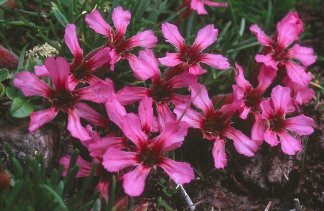 Saponaria (saponaria) basilic-leaved: planting and care in the open field