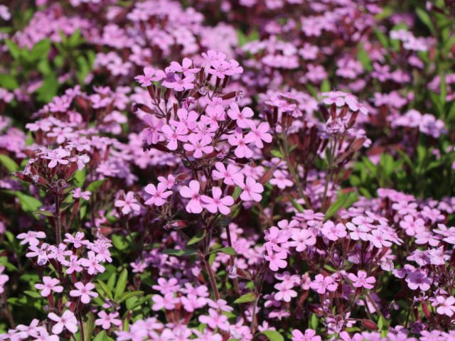 Saponaria (saponaria) basilic-leaved: planting and care in the open field