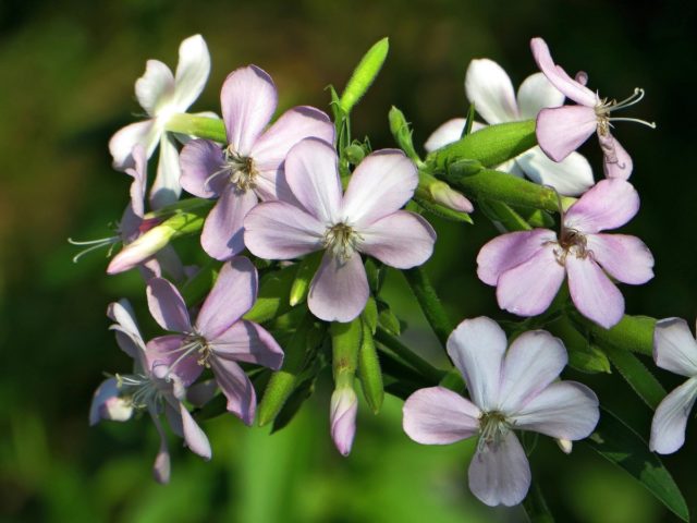 Saponaria (saponaria) basilic-leaved: planting and care in the open field