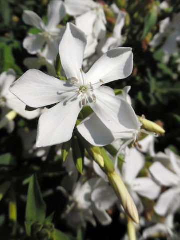 Saponaria (saponaria) basilic-leaved: planting and care in the open field