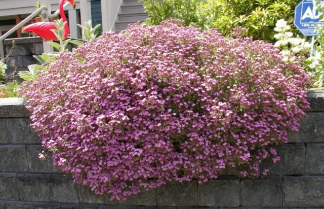 Saponaria (saponaria) basilic-leaved: planting and care in the open field