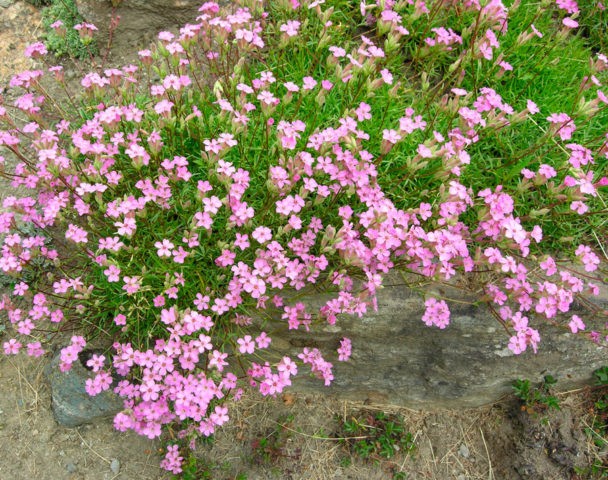 Saponaria (saponaria) basilic-leaved: planting and care in the open field