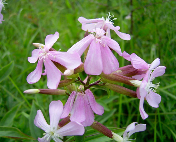 Saponaria (saponaria) basilic-leaved: planting and care in the open field