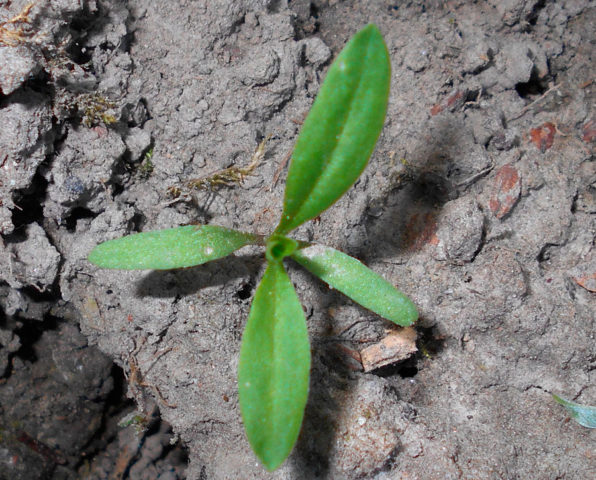 Saponaria (saponaria) basilic-leaved: planting and care in the open field