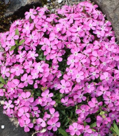 Saponaria (saponaria) basilic-leaved: planting and care in the open field