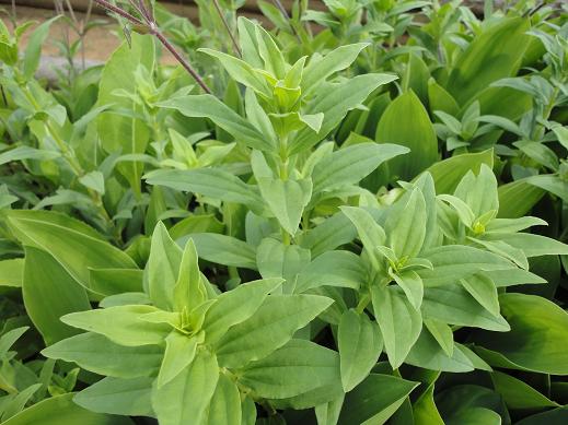 Saponaria (saponaria) basilic-leaved: planting and care in the open field