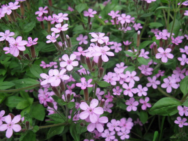 Saponaria (saponaria) basilic-leaved: planting and care in the open field