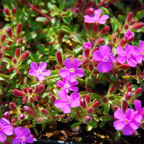 Saponaria (saponaria) basilic-leaved: planting and care in the open field