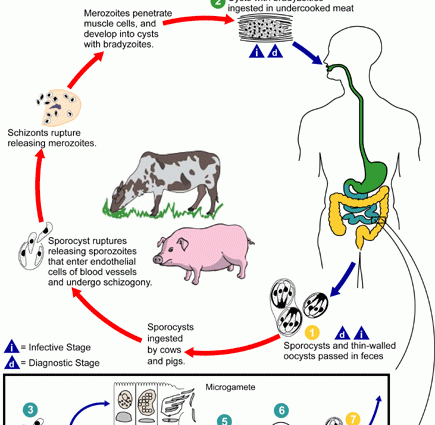 Sarcocystosis &#8211; epidemiology, causes, symptoms, diagnosis, prevention