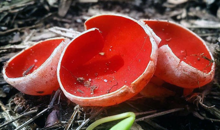Sarcoscif mushroom: photo and description