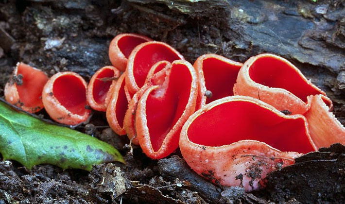 Sarcoscif mushroom: photo and description