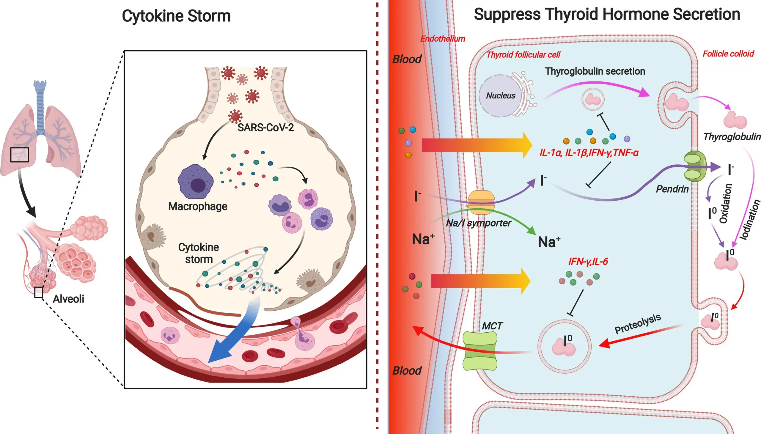 SARS-CoV-2 coronavirus may affect thyroid function? There are first studies