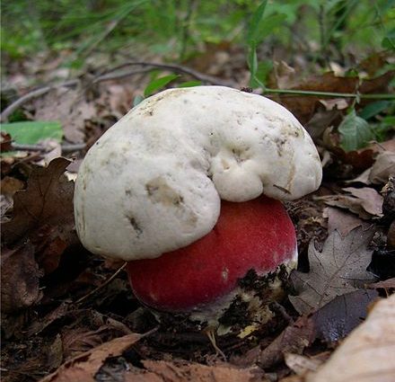 Satanic boletus &#8211; appearance, symptoms of poisoning, detoxification