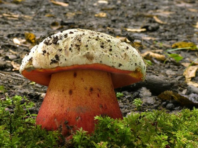 Satanic mushroom and dubovik: differences, methods of experienced mushroom pickers