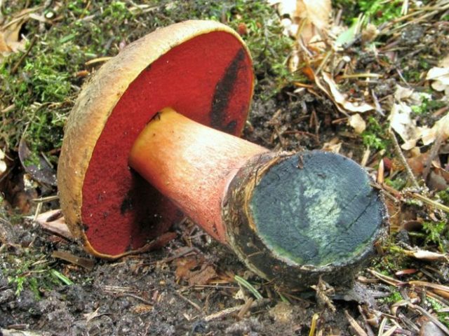 Satanic mushroom and dubovik: differences, methods of experienced mushroom pickers