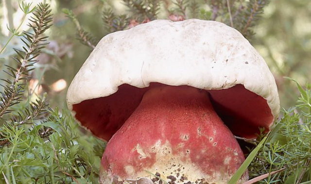 Satanic mushroom and dubovik: differences, methods of experienced mushroom pickers