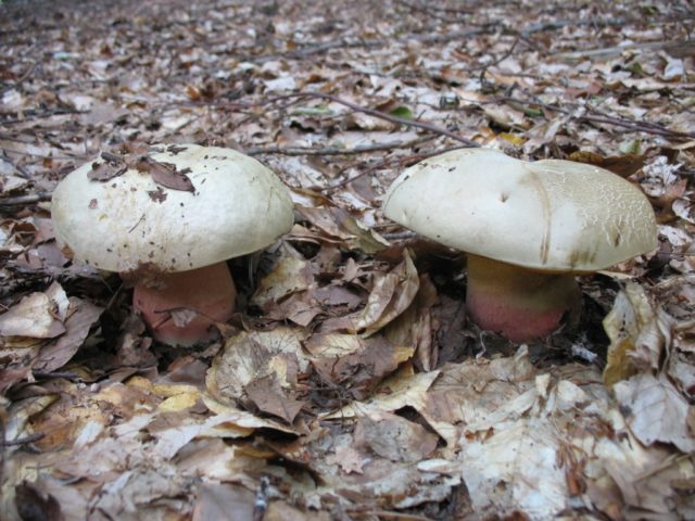 Satanic mushroom and dubovik: differences, methods of experienced mushroom pickers