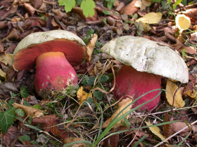 Satanic mushroom and dubovik: differences, methods of experienced mushroom pickers